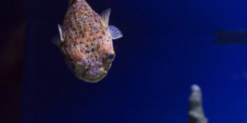 Τα ανθρώπινα δόντια μοιράζονται γονίδια με το «ψάρι-φούσκα»!