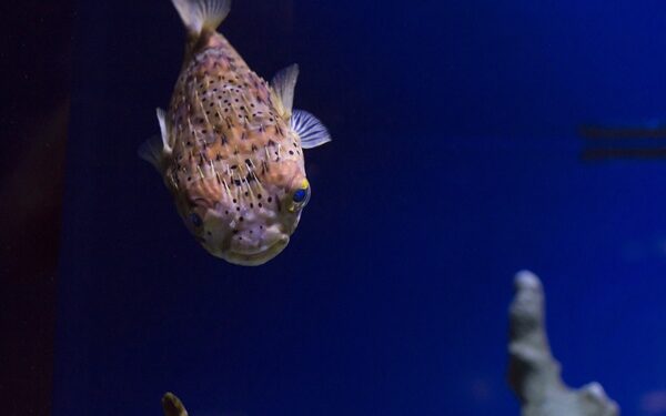 Τα ανθρώπινα δόντια μοιράζονται γονίδια με το «ψάρι-φούσκα»!