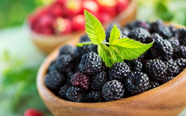 Τα μαύρα βατόμουρα σύμμαχοι στην «μάχη» κατά του καρκίνου του στόματος