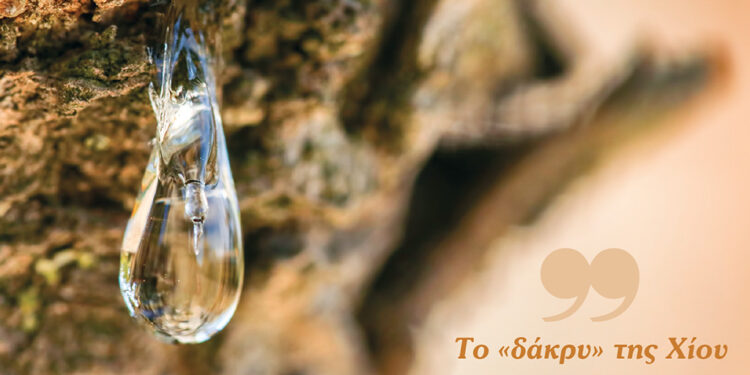 Η Μαστίχα Χίου στην Πρόληψη Οδοντιατρικών Νόσων: Φυσικό Όπλο κατά της Τερηδόνας και της Περιοδοντίτιδας