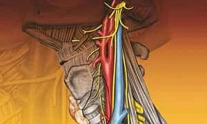 Surgical and Radiologic Anatomy for Oral Implantology